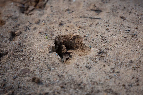 White Tailed Deer Odocoileus Virginianus Track Deep Sandy Mud — Stockfoto