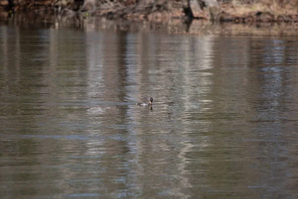 Pied Billed Grebe Podilymbus Podiceps Looking Curiously Swims — Stock Fotó