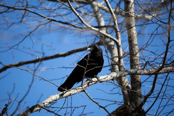 Curious Fish Crow Corvus Ossifragus Looking Its Perch Tree Branch — Fotografia de Stock