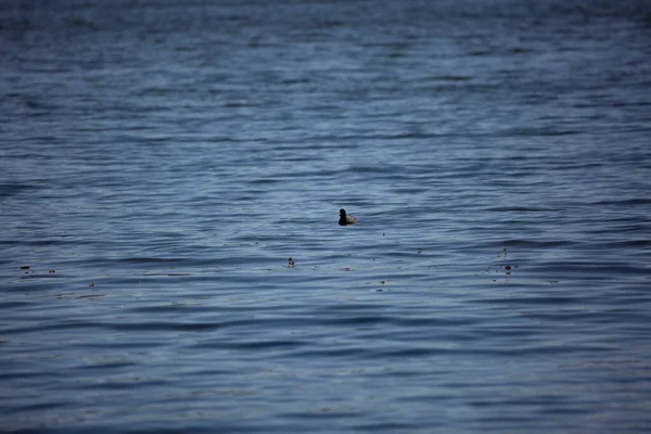 Single American Coot Fulica Americana Swimming Alone Large Waterway — ストック写真