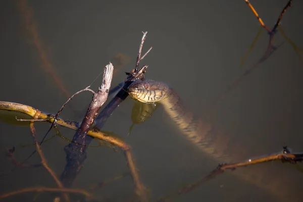Diamondback Water Snake Nerodia Rhombifer Flicking Its Tongue Poking Its — Photo
