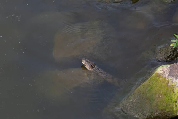 Diamondback Water Snake Nerodia Rhombifer Resting Rocks Shallow Water — Foto de Stock