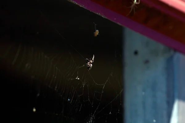 Furrow Orb Weaver Spider Larinioides Cornutus Climbing Web Its Meal — Zdjęcie stockowe