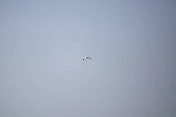 Ring Billed Gull Larus Delawarensis Soaring Blue Sky — Fotografia de Stock