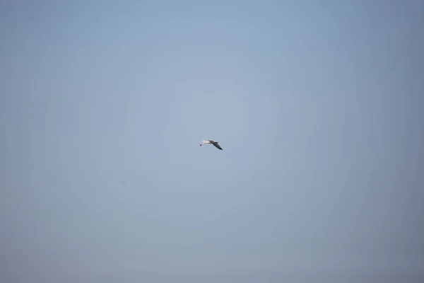 Ring Billed Gull Larus Delawarensis Soaring Blue Sky — Stock Fotó