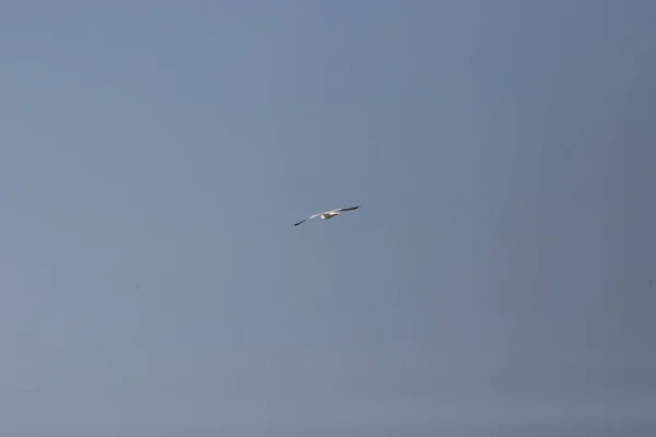 Ring Billed Gull Larus Delawarensis Soaring Blue Sky — Fotografia de Stock