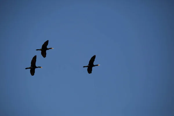 Τρεις Κορμοράνοι Phalacrocorax Auritus Που Πετούν Μέσα Από Έναν Όμορφο — Φωτογραφία Αρχείου