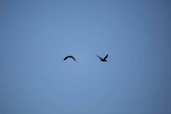 Δύο Κορμοράνοι Phalacrocorax Auritus Πτήση Μέσω Ενός Όμορφου Γαλάζιου Ουρανού — Φωτογραφία Αρχείου