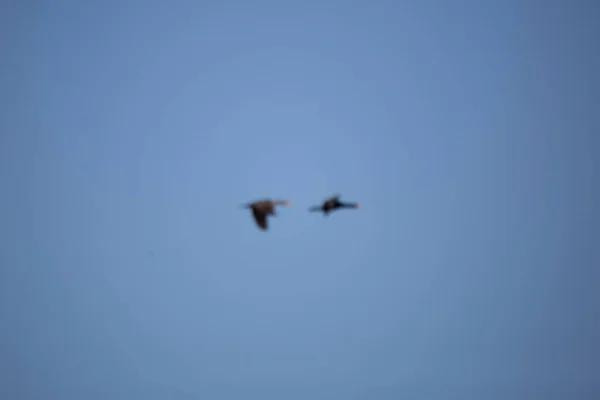 Two Double Crested Cormorants Phalacrocorax Auritus Flight Pretty Blue Sky — Zdjęcie stockowe