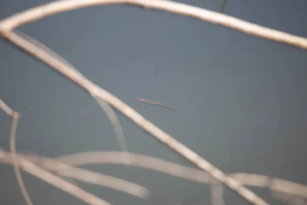 Blackstripe Topminnow Fundulus Notatus Swimming Debris Water — Zdjęcie stockowe