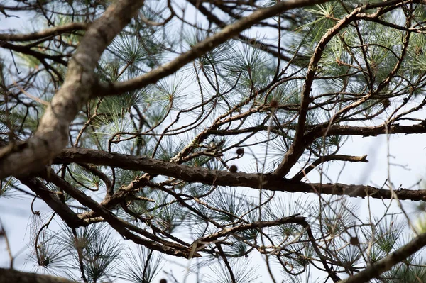 Tiny Carolina Chickadee Poecile Carolinensis Pine Tree — Foto de Stock