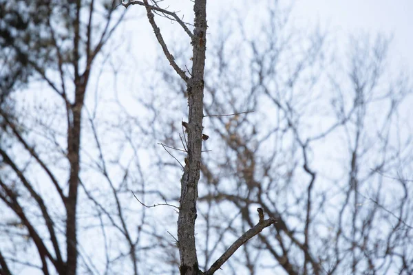 Куроголовый Натюрморт Mythrus Ater Выглядывающий Ствола Дерева — стоковое фото