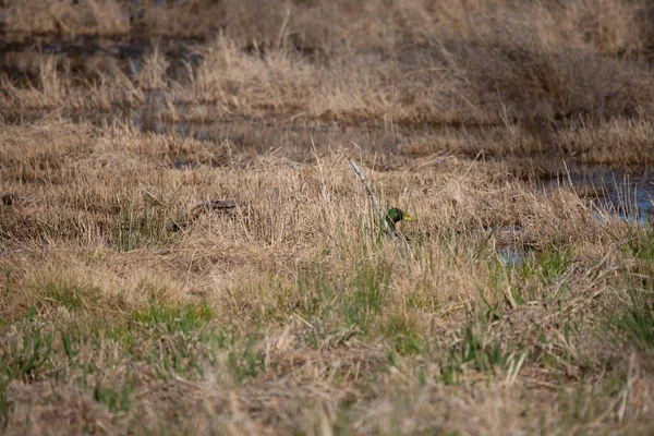 Hidden Mallard Drake Hen Alive Animal Aves Background Beak Bill — Stock fotografie