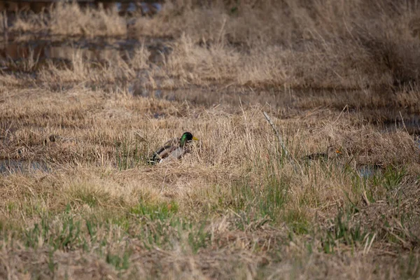 Quacking Mallard Drake Anas Platyrhynchos Hen Foliage Shallow Water — Photo
