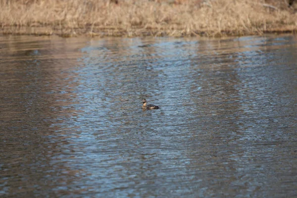 Pied Billed Grebe Podilymbus Podiceps Looking Straight Ahead Swims — 스톡 사진