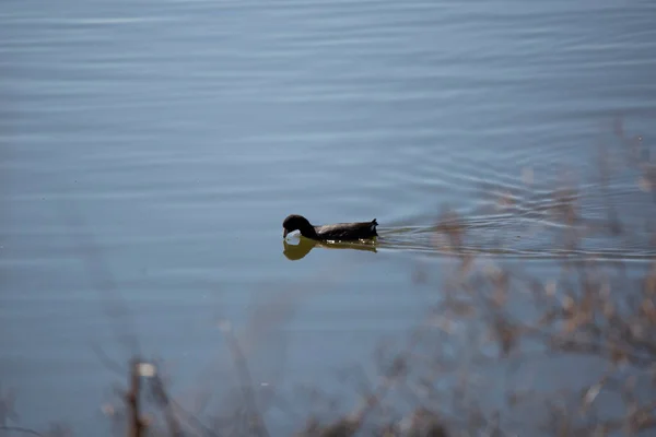 American Coot Fulica Americana Drinking Swims Shore — Stock Photo, Image