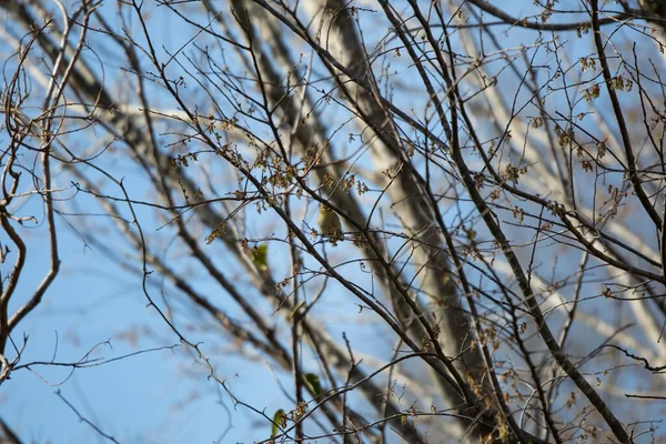 Male American Goldfinch Spinus Tristis His Winter Coloration Snacking — Stock Fotó