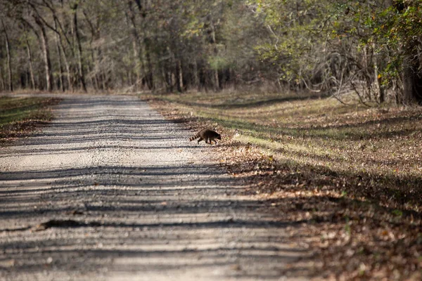 Common Raccoon Procyon Lotor Crossing Gravel Road — Stock Fotó