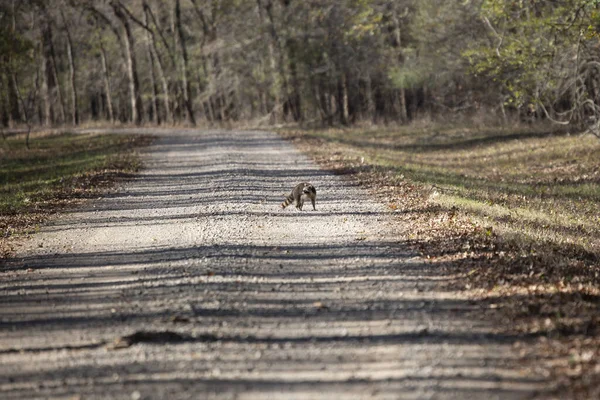 Common Raccoon Procyon Lotor Crossing Gravel Road — Stockfoto