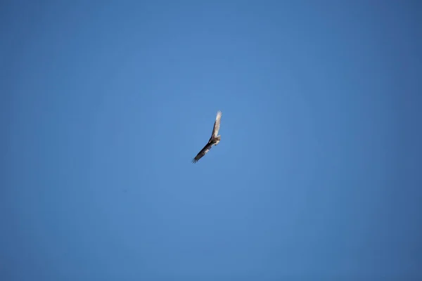 Turkey Vulture Cathartes Aura Turning Soars Open Blue Sky — Stock fotografie