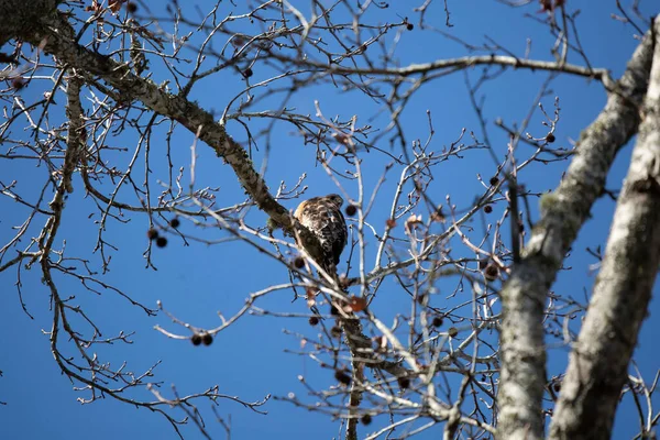 Young red-shouldered hawk (Buteo lineatus) looking back over its shoulder