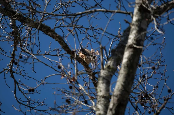 Young Red Shouldered Hawk Buteo Lineatus Facing Away Tree Branch — Foto de Stock