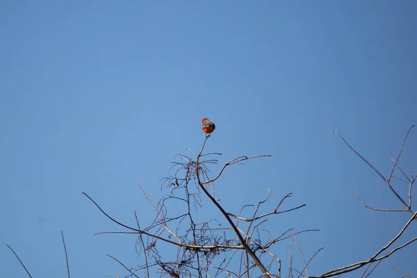 Vermillion Flycatcher Pyrocephalus Obscurus Looking Curiously Its Perch — Stok fotoğraf