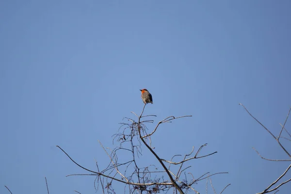 Curious Vermillion Flycatcher Pyrocephalus Obscurus Looking Its Perch — Photo