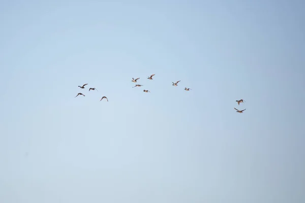 Large Flock Mallard Anas Platyrhynchos Gadwall Mareca Strepera Wigeon Ducks — Fotografia de Stock