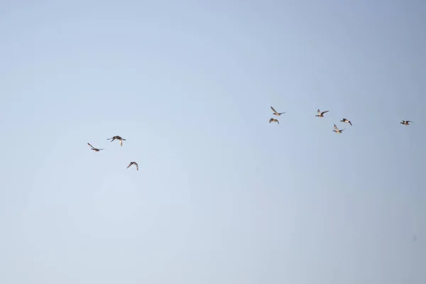 Flock American Wigeons Anas Americana Flight Pretty Blue Sky — Fotografia de Stock