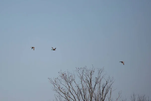 Three mallard ducks (Anas platyrhynchos), two drakes and a hen, in flight above a waterway where a pair of mallards, a drake and a hen, swim