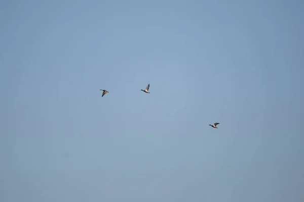 Three Mallard Ducks Anas Platyrhynchos Two Drakes Hen Flight Waterway —  Fotos de Stock