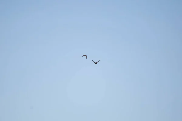 Gadwall drake and hen (Mareca strepera) flying through a blue sky