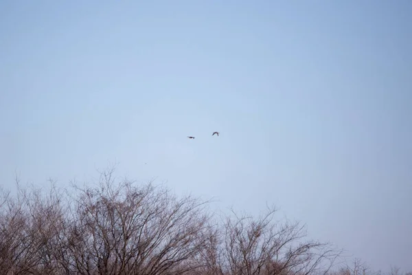 Drake and hen bufflehead ducks (Bucephala albeola) in flight over a forest