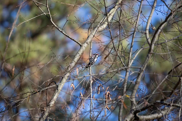 Самец Дауншифтера Picoides Pubescens Кормится Крышке Дерева — стоковое фото