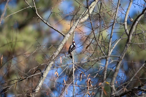 Самец Дауншифтера Picoides Pubescens Кормится Крышке Дерева — стоковое фото