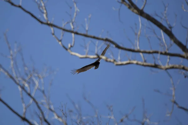 Turkey Vulture Cathartes Aura Soaring Open Blue Sky Bare Trees — Fotografia de Stock