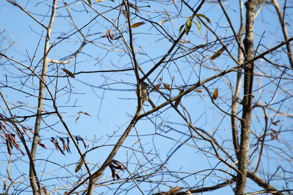 Tufted-titmouse (Baeolophus bicolor) looking around majestically from its perch