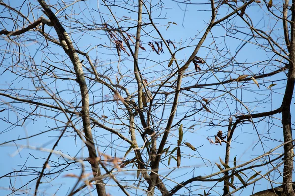 Tufted Titmouse Baeolophus Bicolor Facing Away Bare Tree Branch — Foto Stock