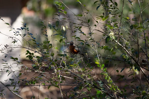 American Robin Turdus Migratorius Perched Berry Bush — Stockfoto