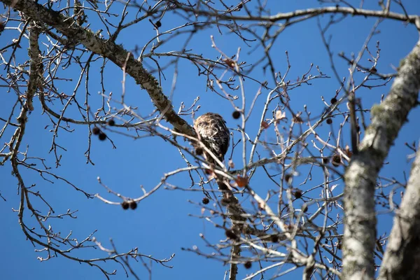 Young red-shouldered hawk (Buteo lineatus) looking back over its shoulder