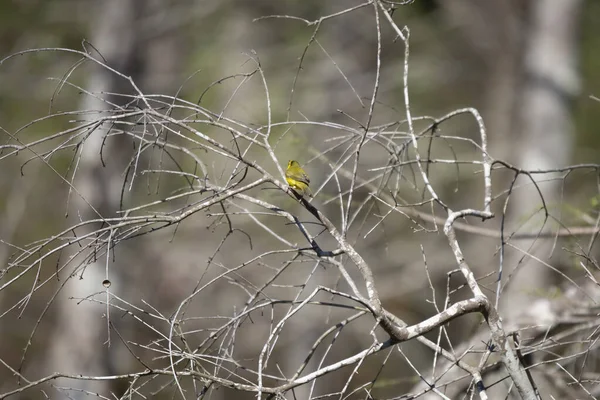 Curious Female Hooded Warbler Setophaga Citrina Looking Her Perch Branch —  Fotos de Stock