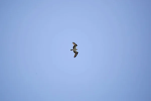 Osprey Pandion Haliaetus Soaring Pretty Blue Sky Overhead — Stock Fotó