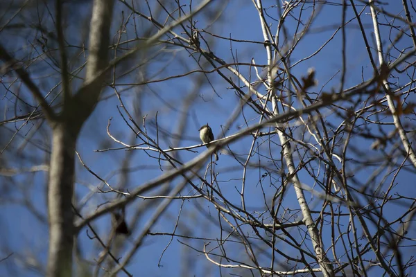 Eastern Phoebe Sayornis Phoebe Looking Curiously Its Perch Branch — ストック写真