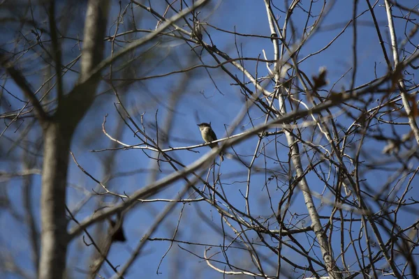 Eastern Phoebe Sayornis Phoebe Looking Out Majestically Its Perch Tree — Stockfoto
