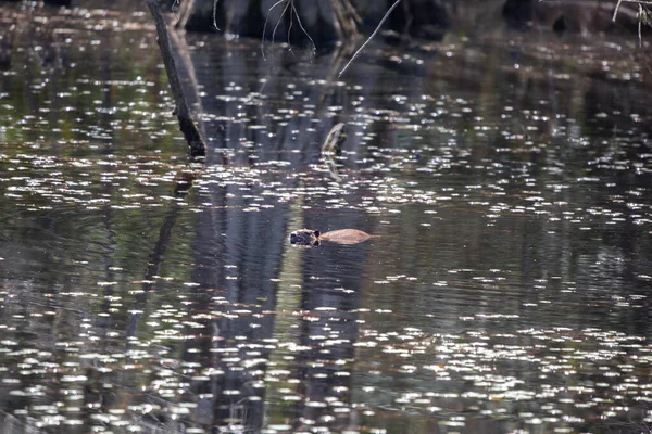 Nutria Myocastor Coypus Swimming Swamp — Fotografia de Stock