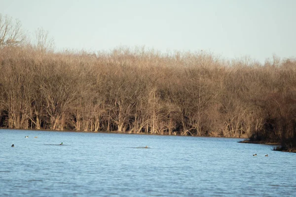 Flock Mallard Ducks Anas Platyrhynchos Swimming Pretty Blue Water — Stockfoto