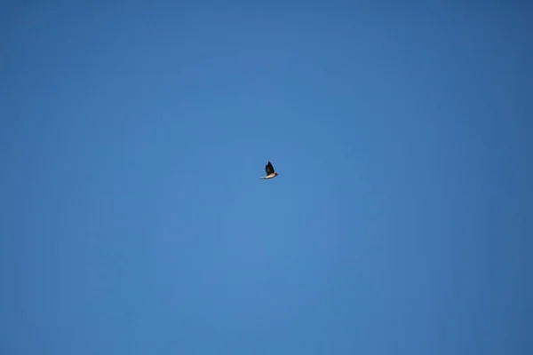 Cliff Swallow Petrochelidon Pyrrhonota Doing Acrobatics Pretty Blue Sky — Stok Foto