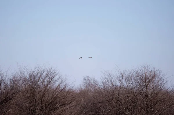 Drake and hen bufflehead ducks (Bucephala albeola) in flight over a forest