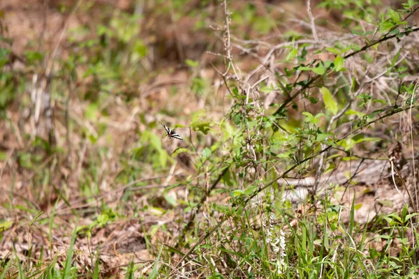 Zebra Swallowtail Butterfly Eurytides Marcellus Flight Bramble —  Fotos de Stock